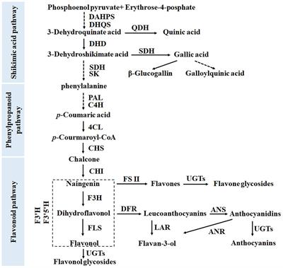 Functional Analyses of Flavonol Synthase Genes From <mark class="highlighted">Camellia sinensis</mark> Reveal Their Roles in Anther Development